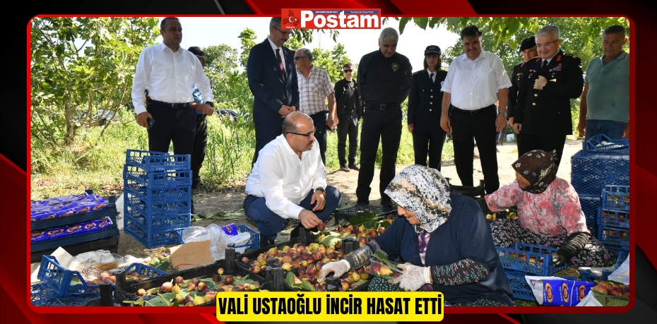 Vali Ustaoğlu İncir Hasat Etti