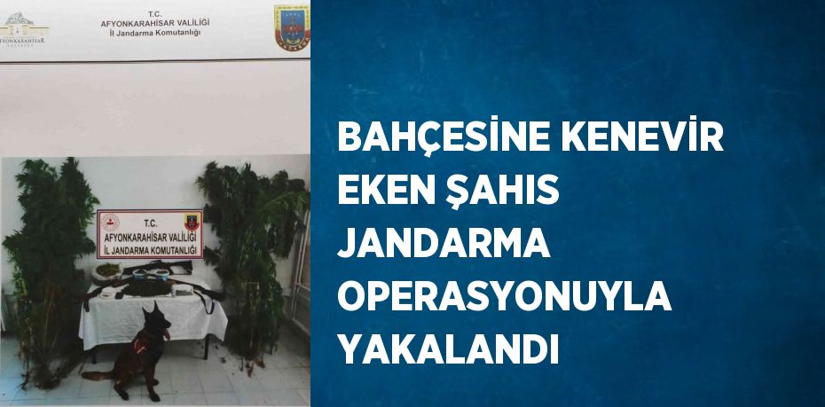 BAHÇESİNE KENEVİR EKEN ŞAHIS JANDARMA OPERASYONUYLA YAKALANDI