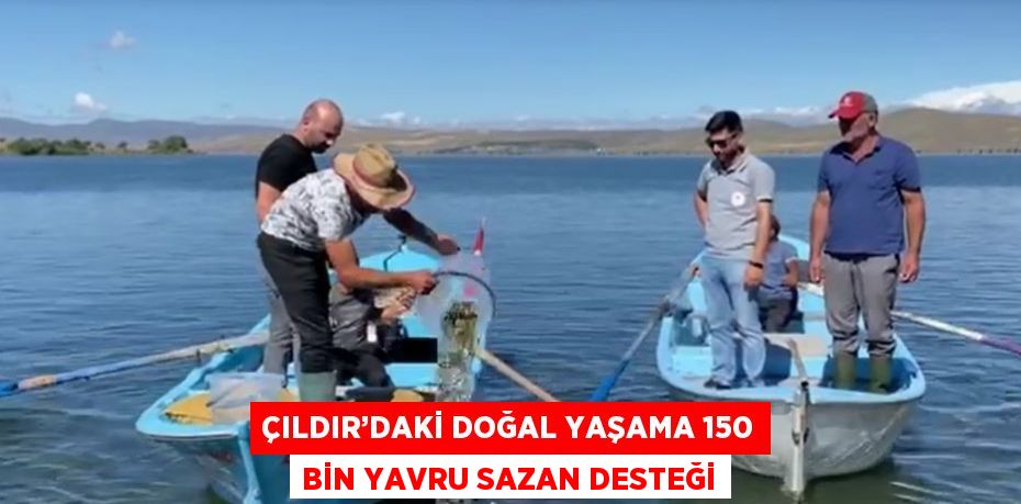 ÇILDIR’DAKİ DOĞAL YAŞAMA 150 BİN YAVRU SAZAN DESTEĞİ