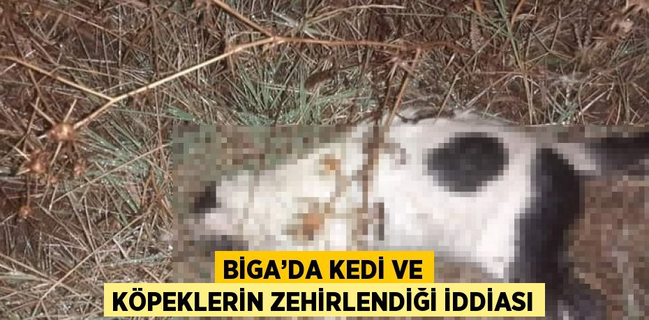 BİGA’DA KEDİ VE KÖPEKLERİN ZEHİRLENDİĞİ İDDİASI