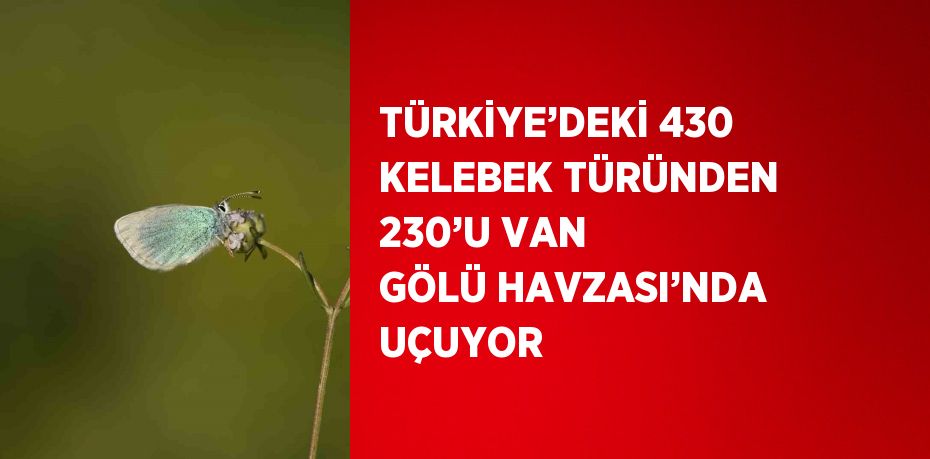 TÜRKİYE’DEKİ 430 KELEBEK TÜRÜNDEN 230’U VAN GÖLÜ HAVZASI’NDA UÇUYOR