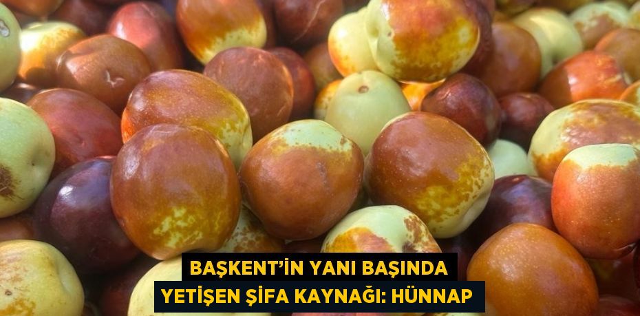 BAŞKENT’İN YANI BAŞINDA YETİŞEN ŞİFA KAYNAĞI: HÜNNAP