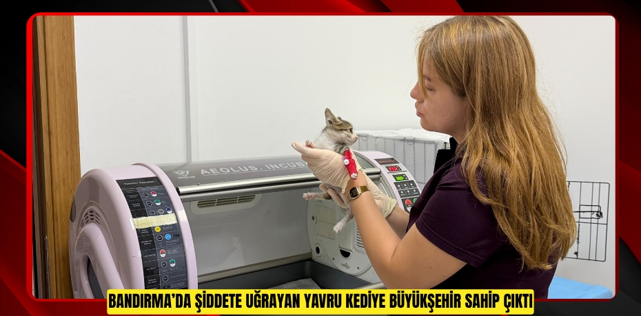 Bandırma’da Şiddete Uğrayan Yavru Kediye Büyükşehir Sahip Çıktı
