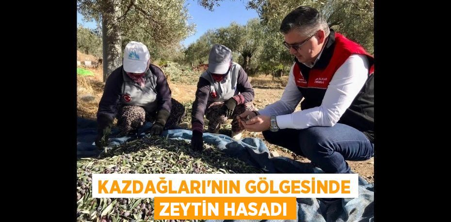 Kazdağları’nın Gölgesinde Zeytin Hasadı