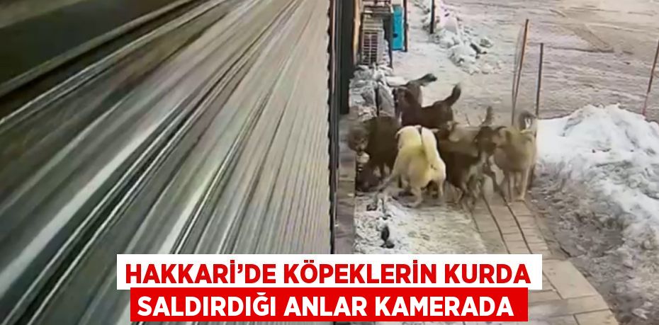 HAKKARİ’DE KÖPEKLERİN KURDA SALDIRDIĞI ANLAR KAMERADA