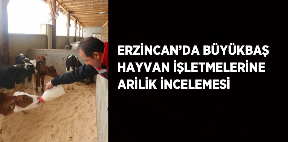 ERZİNCAN’DA BÜYÜKBAŞ HAYVAN İŞLETMELERİNE ARİLİK İNCELEMESİ