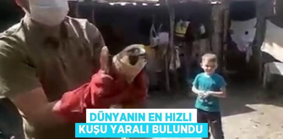 Dünyanın en hızlı kuşu yaralı bulundu