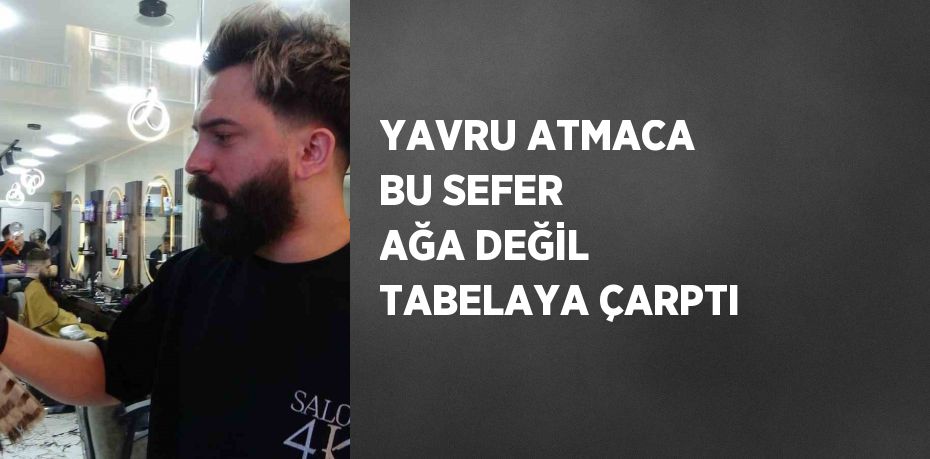 YAVRU ATMACA BU SEFER AĞA DEĞİL TABELAYA ÇARPTI