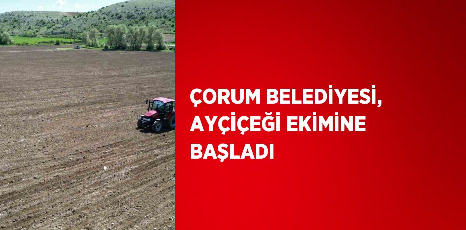 ÇORUM BELEDİYESİ, AYÇİÇEĞİ EKİMİNE BAŞLADI