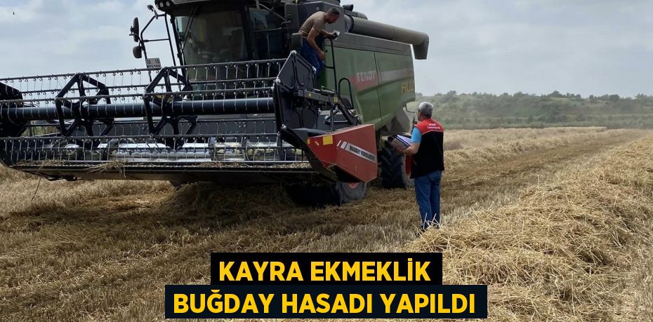 Kayra Ekmeklik Buğday hasadı yapıldı