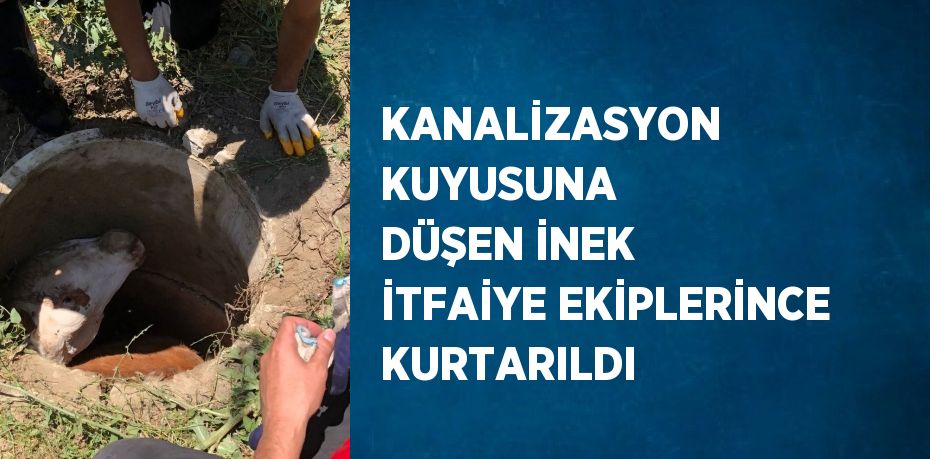 KANALİZASYON KUYUSUNA DÜŞEN İNEK İTFAİYE EKİPLERİNCE KURTARILDI