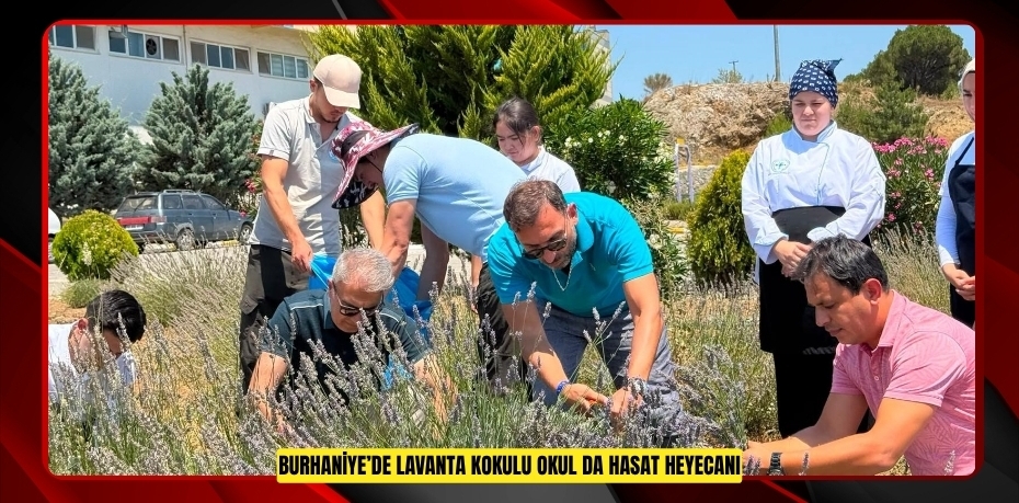Burhaniye’de "Lavanta Kokulu Okul" da hasat heyecanı  