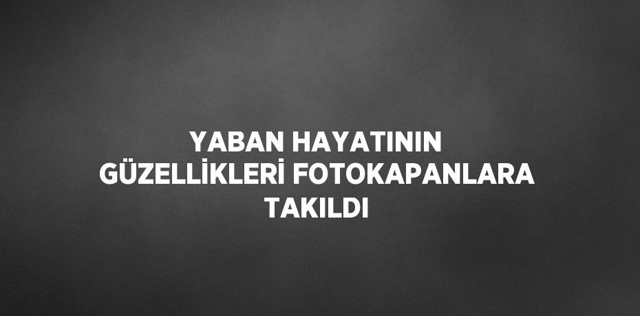 YABAN HAYATININ GÜZELLİKLERİ FOTOKAPANLARA TAKILDI