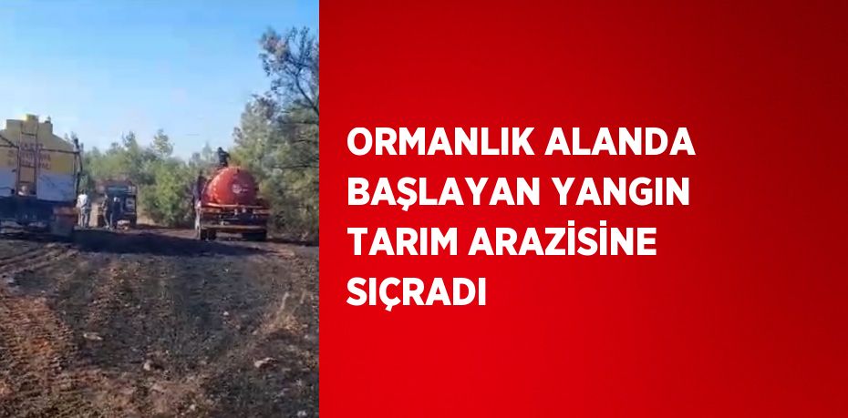 ORMANLIK ALANDA BAŞLAYAN YANGIN TARIM ARAZİSİNE SIÇRADI