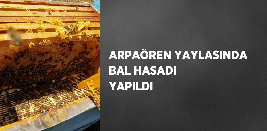 ARPAÖREN YAYLASINDA BAL HASADI YAPILDI