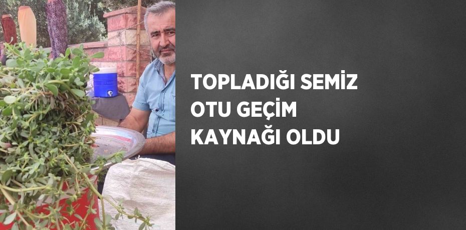 TOPLADIĞI SEMİZ OTU GEÇİM KAYNAĞI OLDU