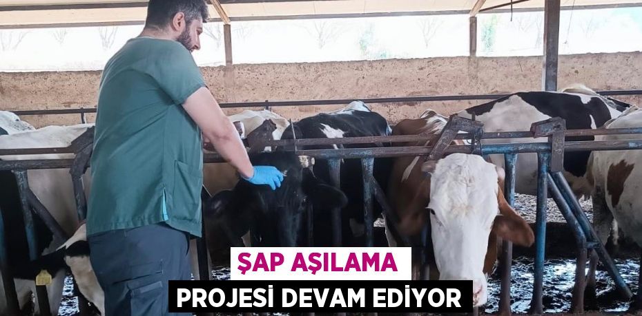 Şap aşılama projesi devam ediyor