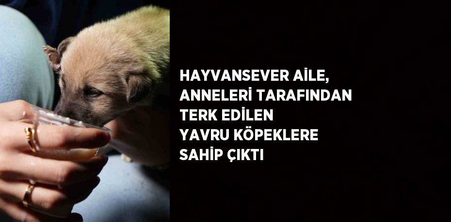 HAYVANSEVER AİLE, ANNELERİ TARAFINDAN TERK EDİLEN YAVRU KÖPEKLERE SAHİP ÇIKTI