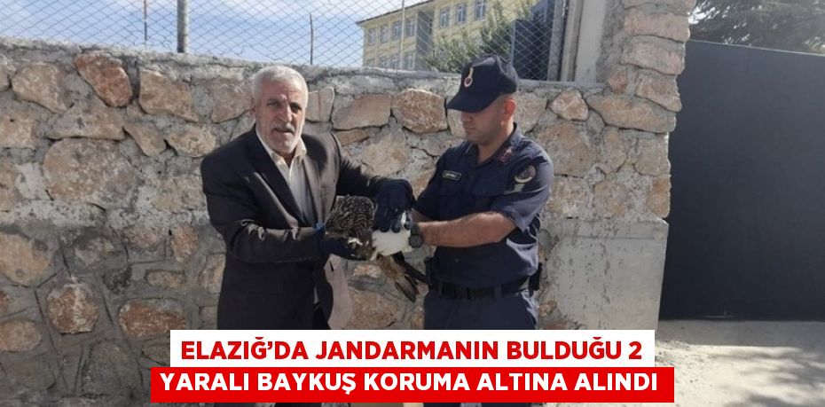 ELAZIĞ’DA JANDARMANIN BULDUĞU 2 YARALI BAYKUŞ KORUMA ALTINA ALINDI