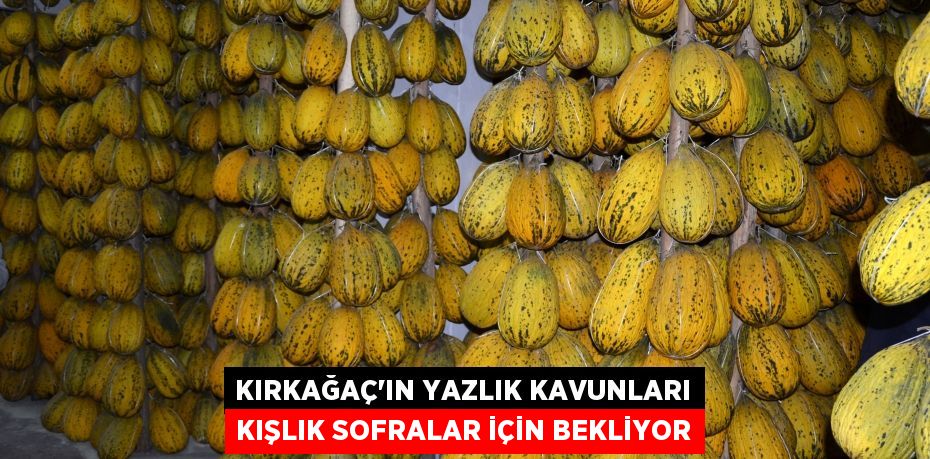 Kırkağaç'ın yazlık kavunları kışlık sofralar için bekliyor