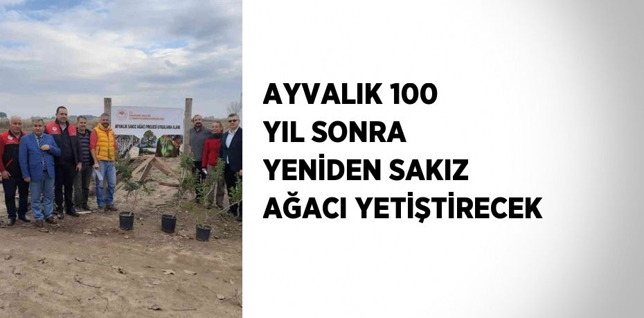 AYVALIK 100 YIL SONRA YENİDEN SAKIZ AĞACI YETİŞTİRECEK