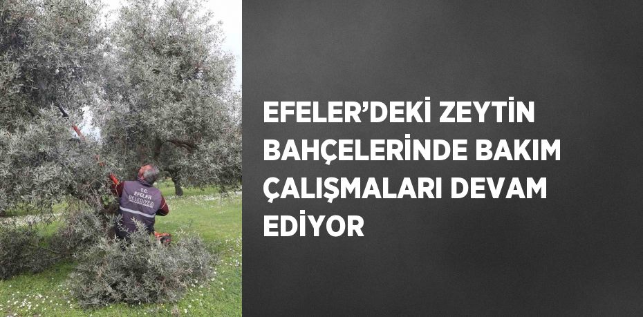 EFELER’DEKİ ZEYTİN BAHÇELERİNDE BAKIM ÇALIŞMALARI DEVAM EDİYOR