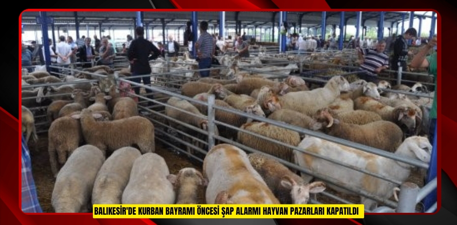 Balıkesir'de Kurban Bayramı öncesi şap alarmı: Hayvan pazarları kapatıldı  