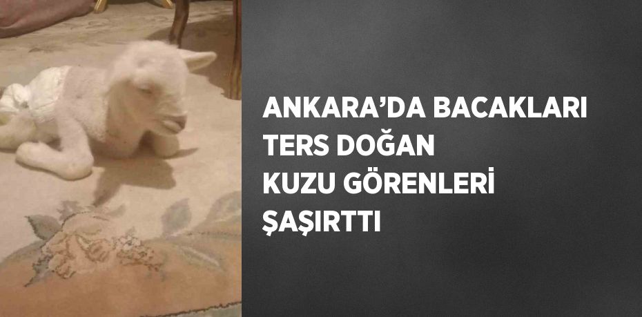 ANKARA’DA BACAKLARI TERS DOĞAN KUZU GÖRENLERİ ŞAŞIRTTI