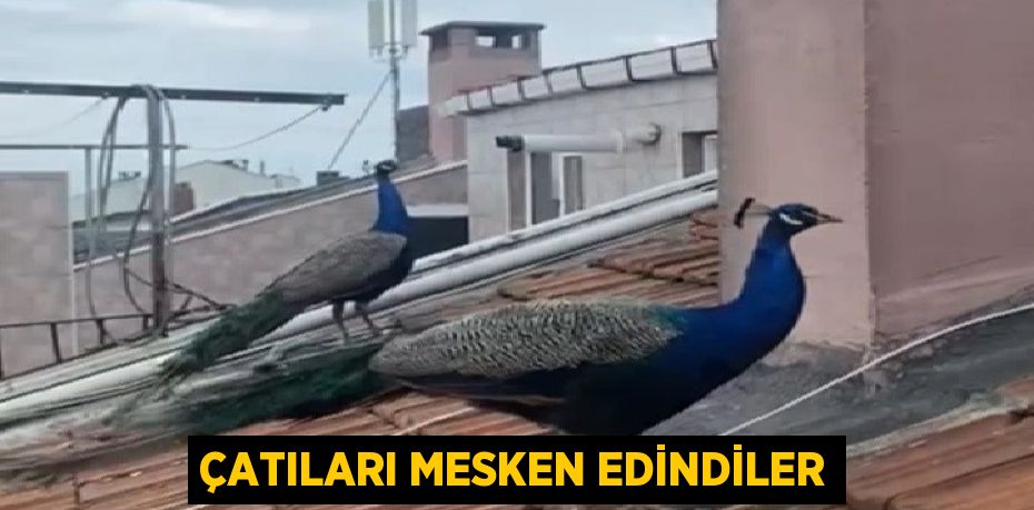 Çatıları mesken edindiler