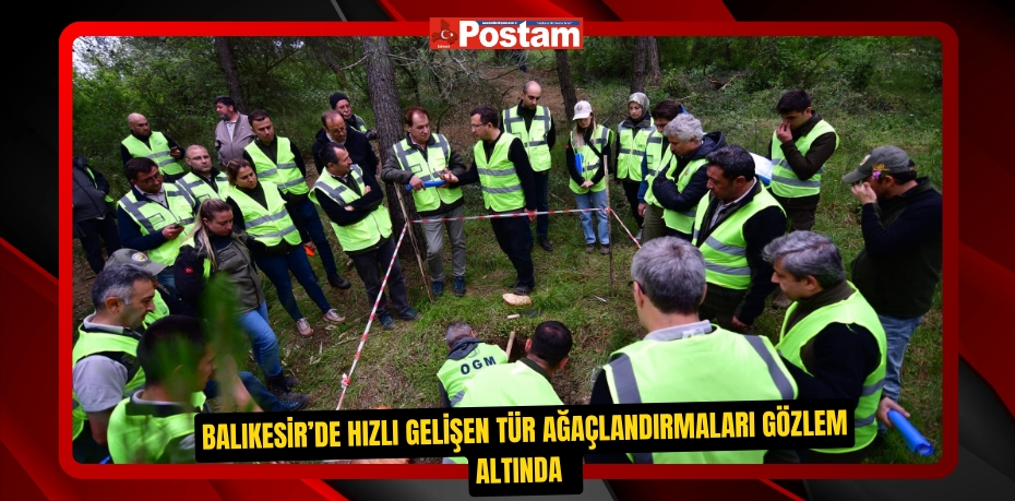 Balıkesir’de hızlı gelişen tür ağaçlandırmaları gözlem altında  