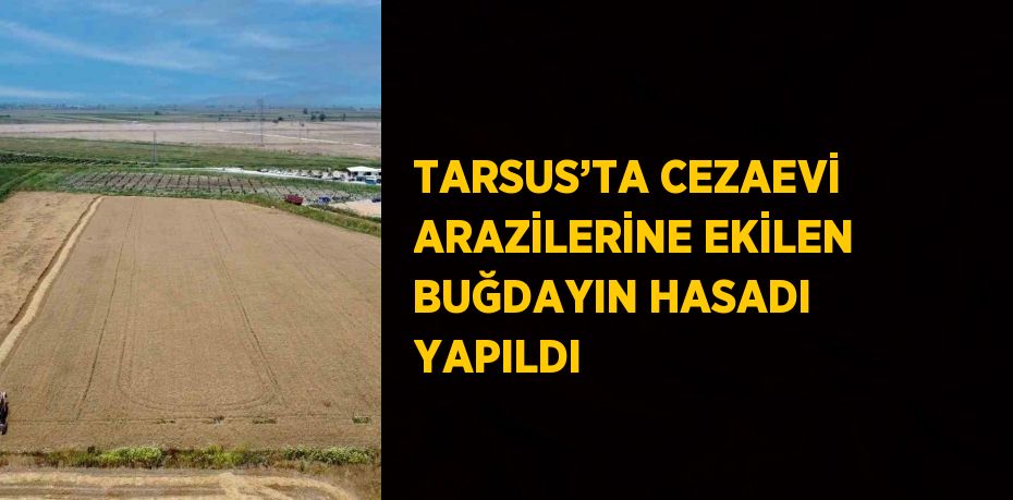 TARSUS’TA CEZAEVİ ARAZİLERİNE EKİLEN BUĞDAYIN HASADI YAPILDI