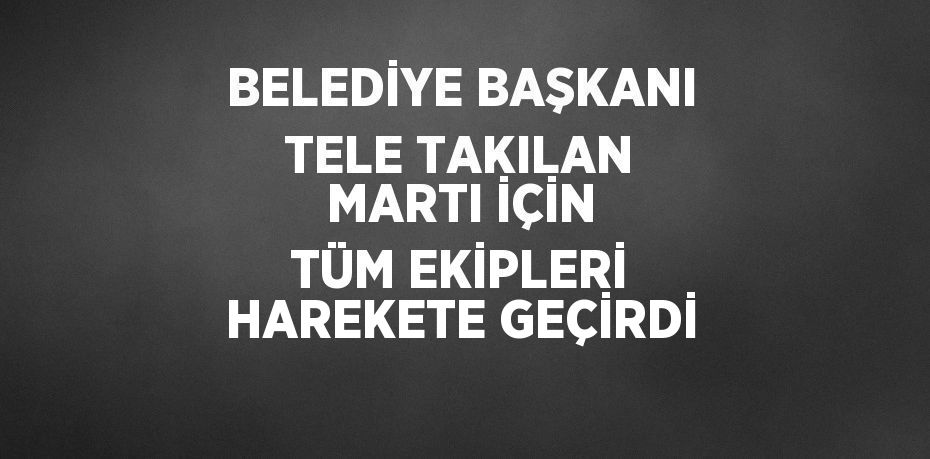 BELEDİYE BAŞKANI TELE TAKILAN MARTI İÇİN TÜM EKİPLERİ HAREKETE GEÇİRDİ