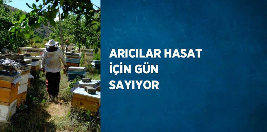 ARICILAR HASAT İÇİN GÜN SAYIYOR