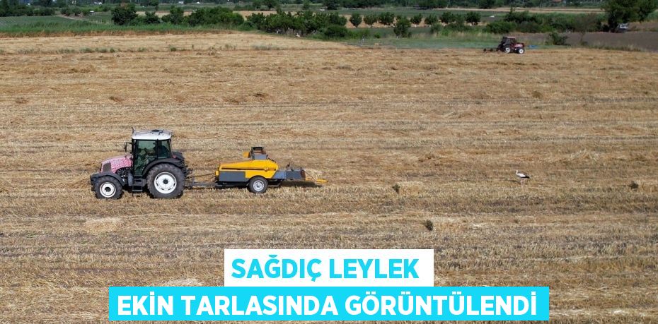 Sağdıç Leylek ekin tarlasında görüntülendi