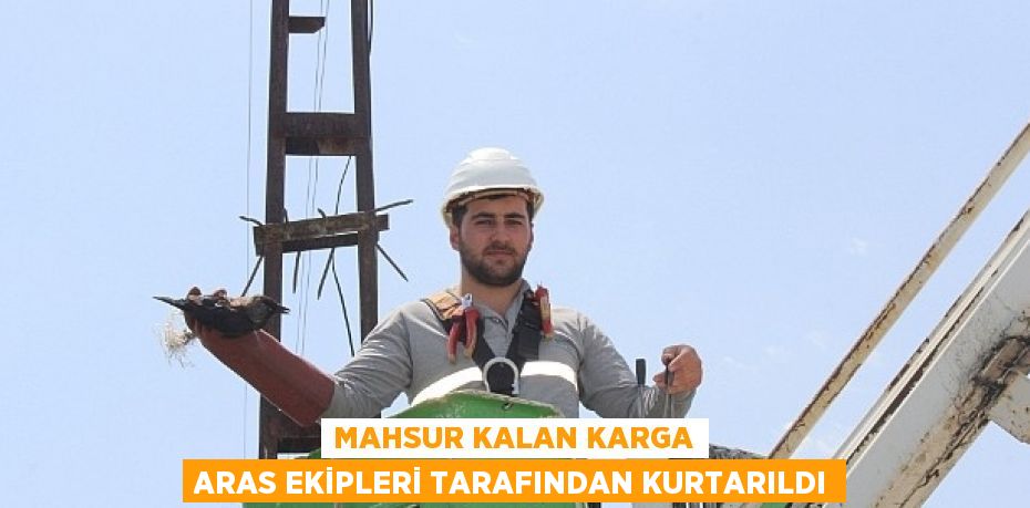 MAHSUR KALAN KARGA ARAS EKİPLERİ TARAFINDAN KURTARILDI