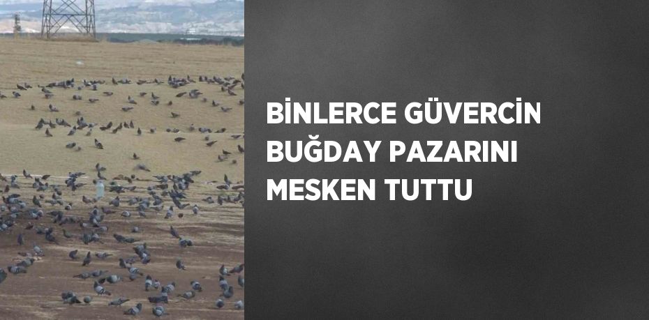 BİNLERCE GÜVERCİN BUĞDAY PAZARINI MESKEN TUTTU