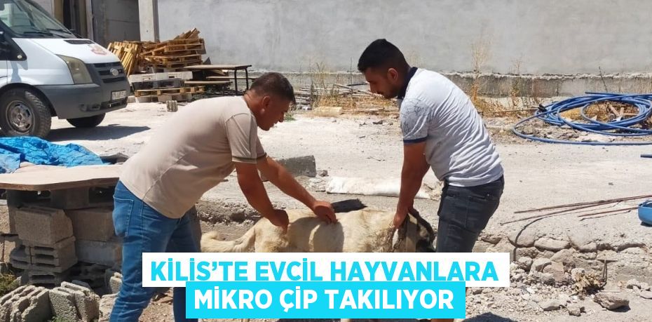 KİLİS’TE EVCİL HAYVANLARA MİKRO ÇİP TAKILIYOR