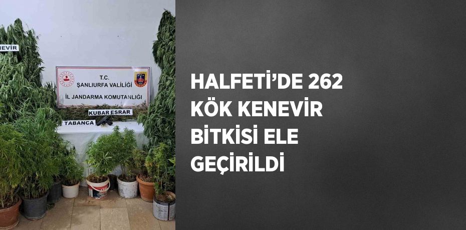 HALFETİ’DE 262 KÖK KENEVİR BİTKİSİ ELE GEÇİRİLDİ