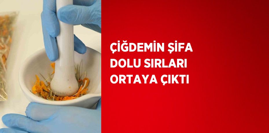 ÇİĞDEMİN ŞİFA DOLU SIRLARI ORTAYA ÇIKTI