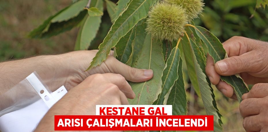 Kestane Gal Arısı çalışmaları incelendi