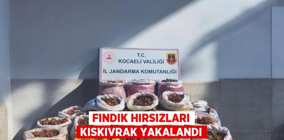 FINDIK HIRSIZLARI KISKIVRAK YAKALANDI