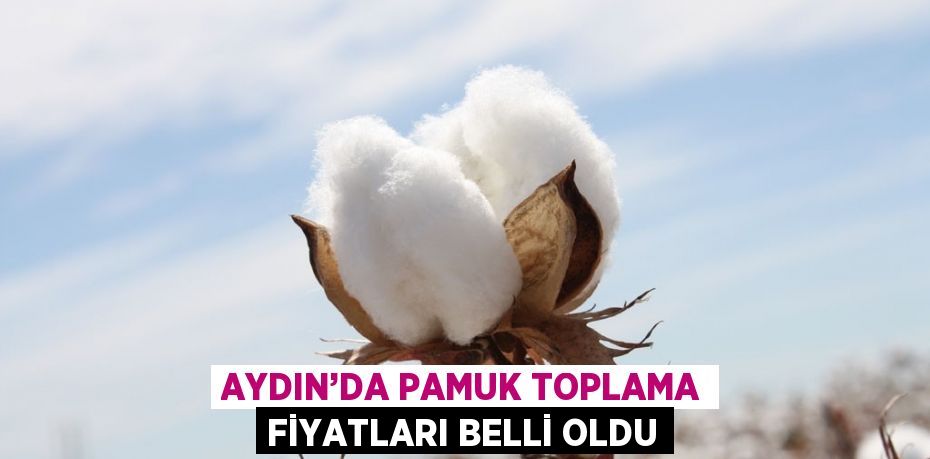 AYDIN’DA PAMUK TOPLAMA FİYATLARI BELLİ OLDU