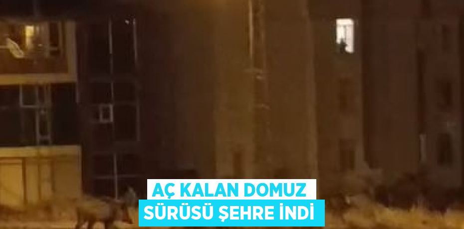 AÇ KALAN DOMUZ SÜRÜSÜ ŞEHRE İNDİ