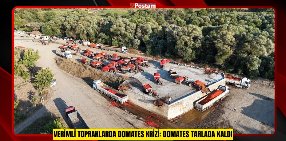 Verimli topraklarda domates krizi: Domates tarlada kaldı