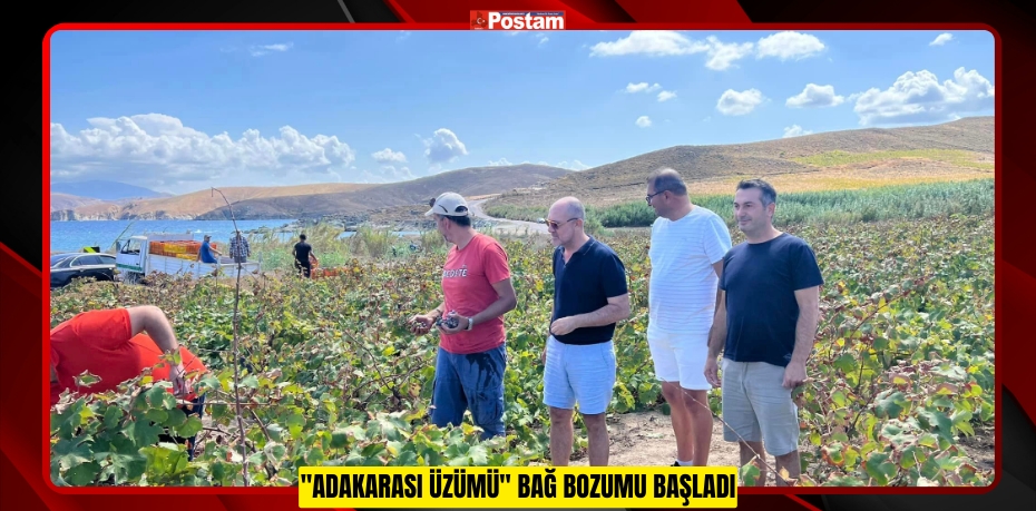 &quot;ADAKARASI ÜZÜMÜ&quot; BAĞ BOZUMU BAŞLADI