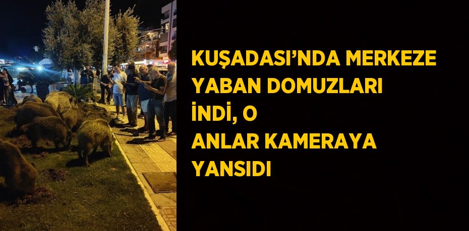 KUŞADASI’NDA MERKEZE YABAN DOMUZLARI İNDİ, O ANLAR KAMERAYA YANSIDI