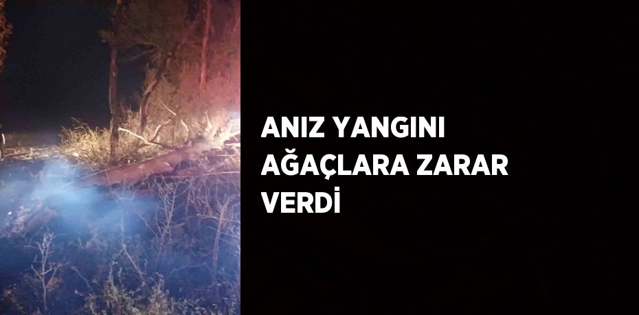 ANIZ YANGINI AĞAÇLARA ZARAR VERDİ