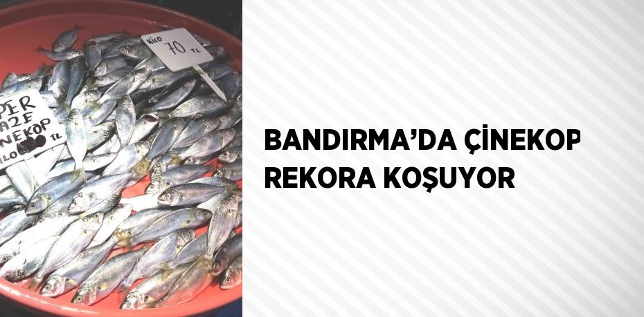 BANDIRMA’DA ÇİNEKOP REKORA KOŞUYOR