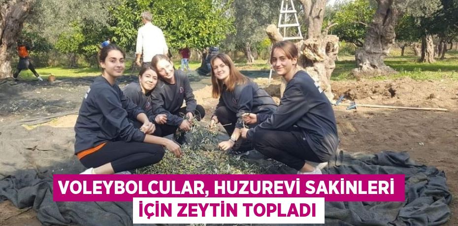 VOLEYBOLCULAR, HUZUREVİ SAKİNLERİ İÇİN ZEYTİN TOPLADI