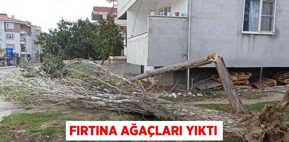 FIRTINA AĞAÇLARI YIKTI